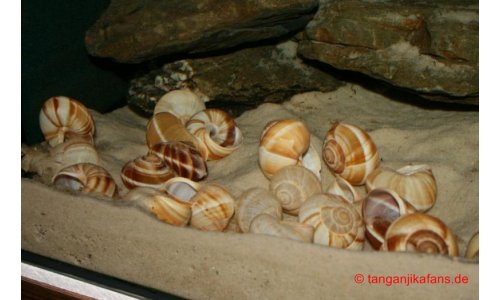 Neolamprologus multifasciatus Becken